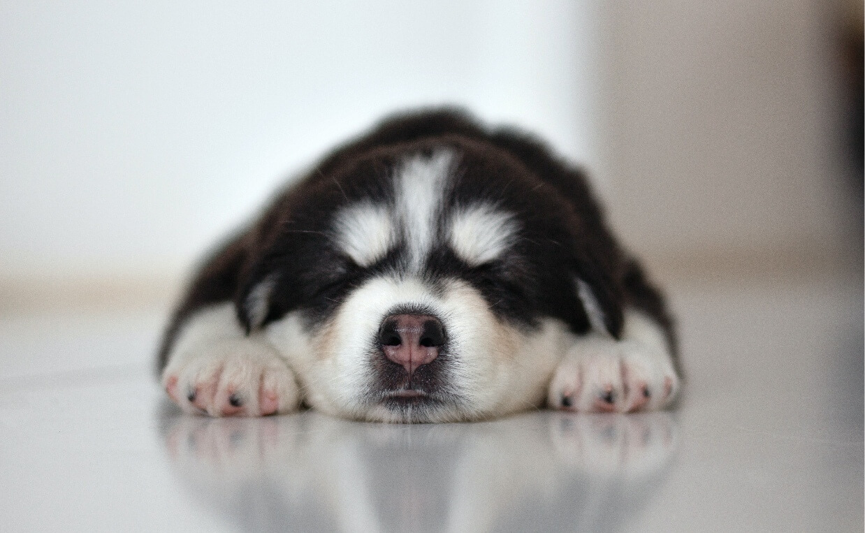 DOG SLEEPING in superman pose