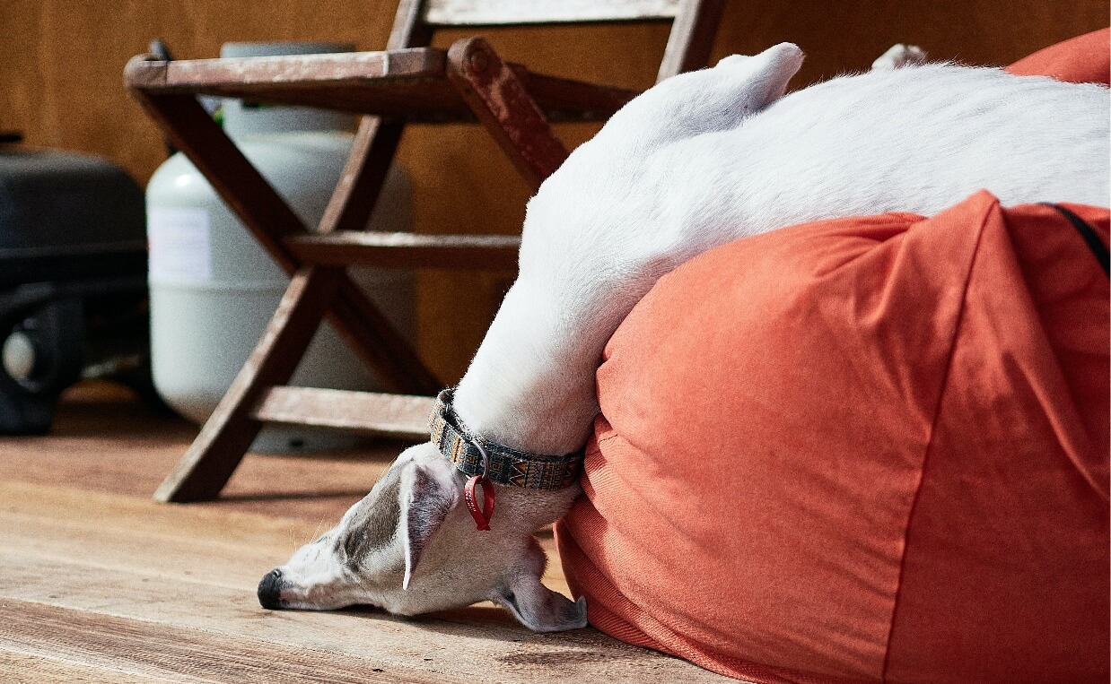 DOG SLEEPING in weird position off beanbag