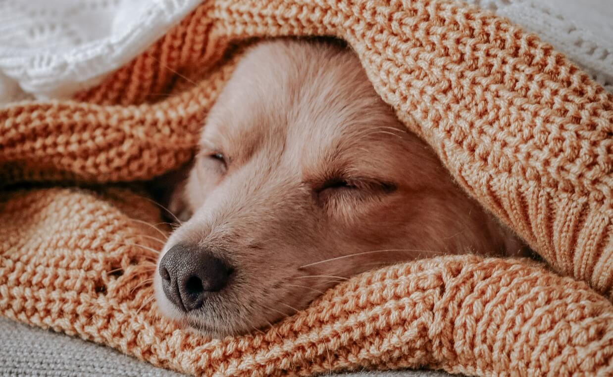 DOG SLEEPING under knit blankets
