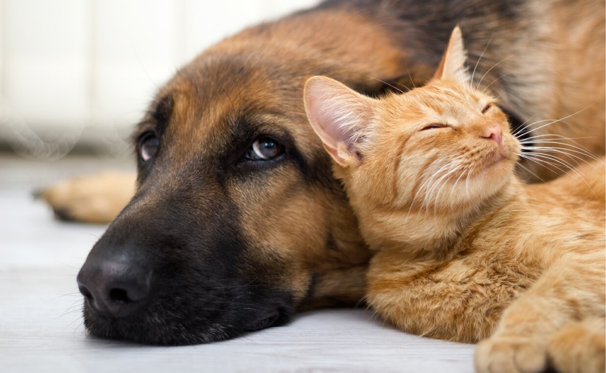 Which are smarter, cats or dogs? We asked a scientist