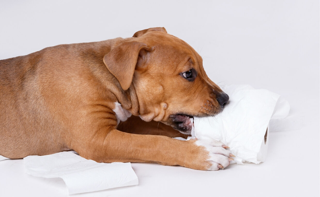 PUPPY CHEWING ON TOILET PAPER