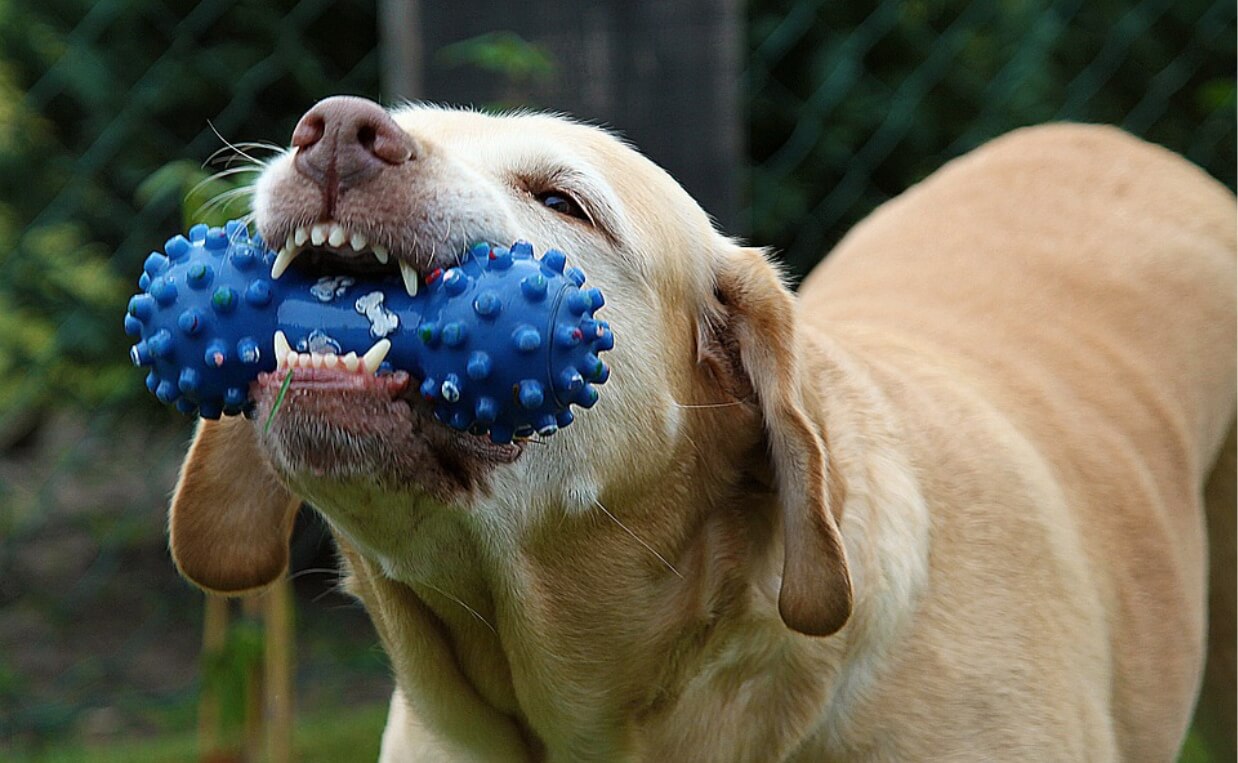 TAN DOG CHEWING ON BLUE CHEW TOY