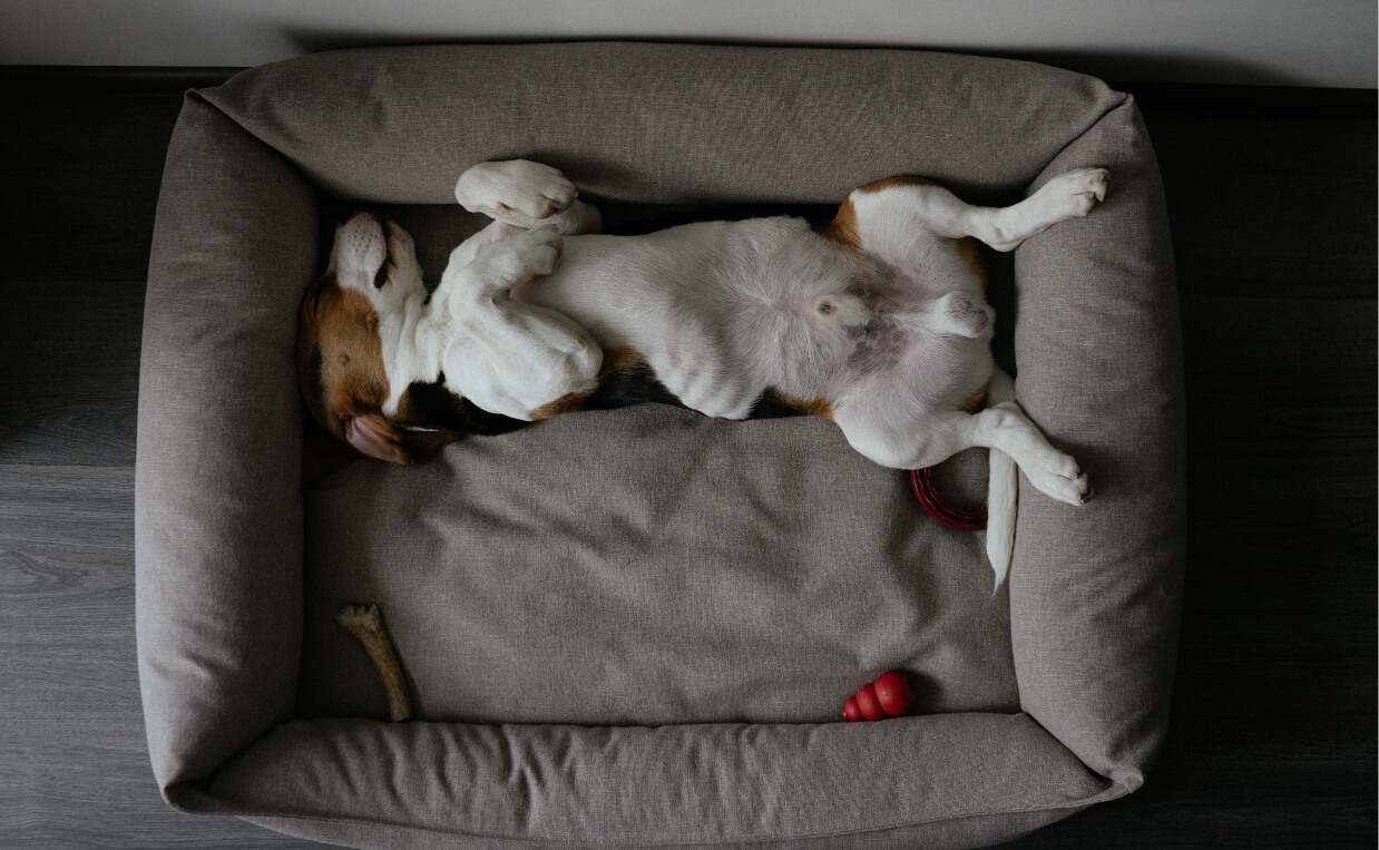 beagle sleeping on back