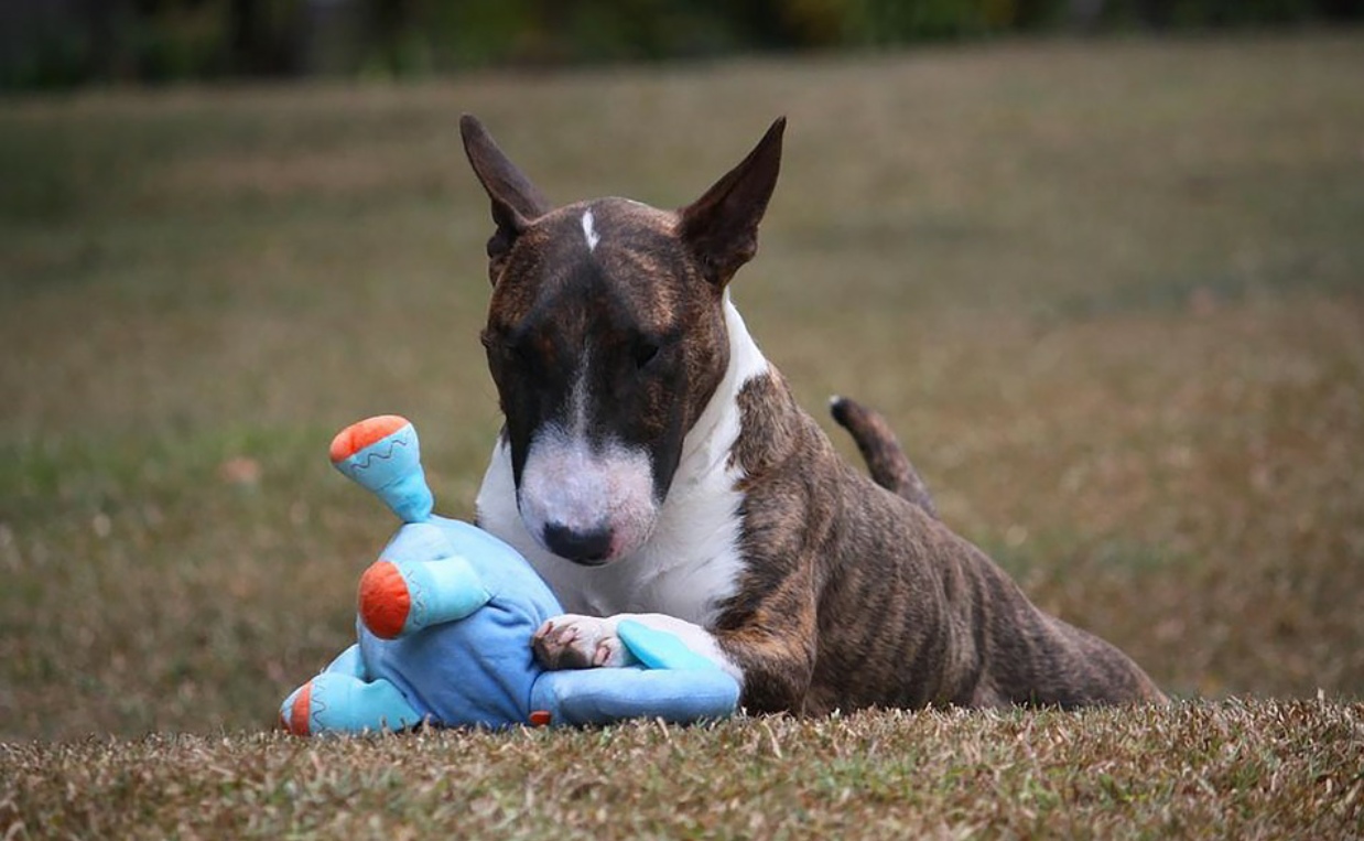 bull terrier playing with soft toy