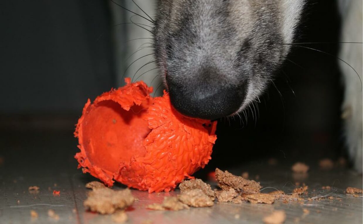 dog chewing ball up