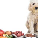 10 Easy Ways to Improve Your Dog’s Kibble Diet