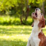 9 Reasons Why Dogs Howl