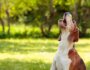 9 Reasons Why Dogs Howl