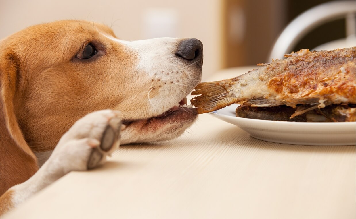 BEAGLE STEALING PIECE OF FISH OFF OF PLATE
