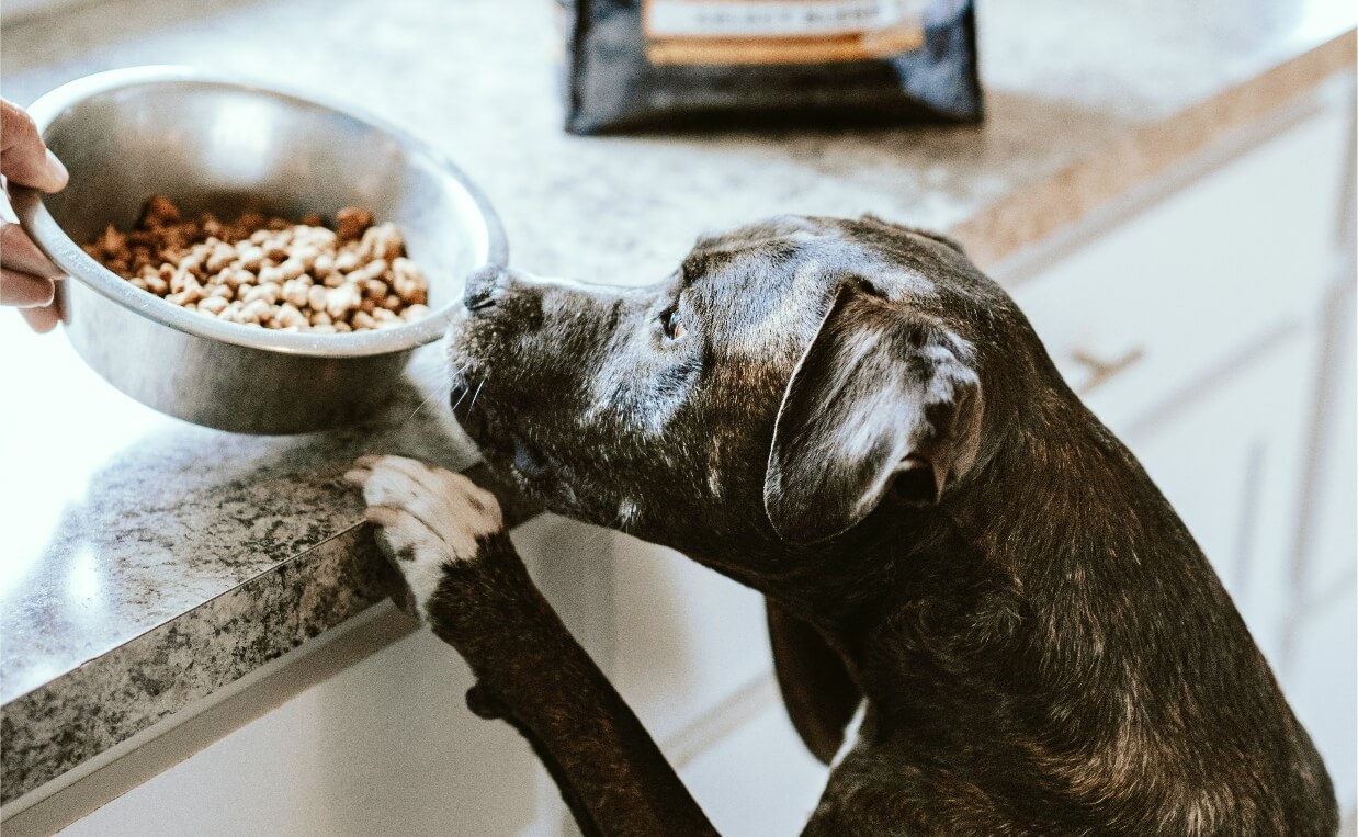 DOG PAWS ON COUNTER GETTING FOOD