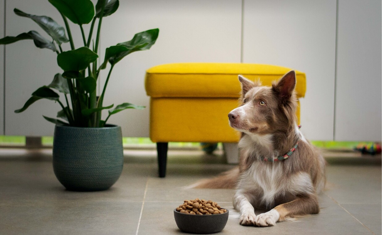 DOG WITH FOOD BOWL AND YELLOW CHAIR IN BACKGROUND