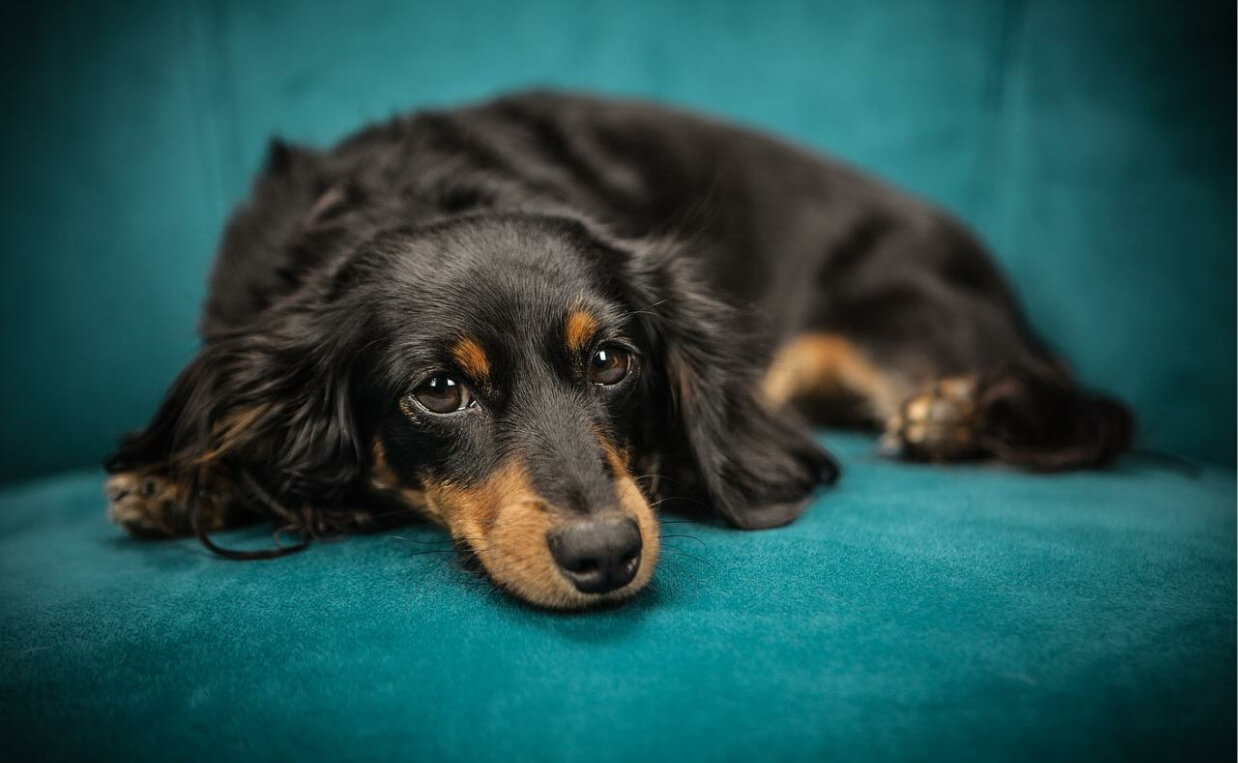 INFLAMMATION LONG-HAIRED DASCHUND