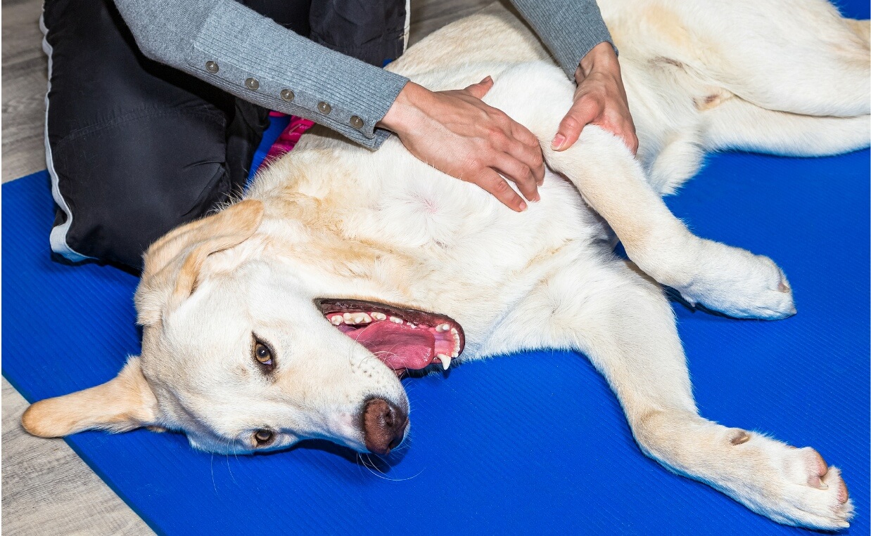 what can dogs take for inflammation