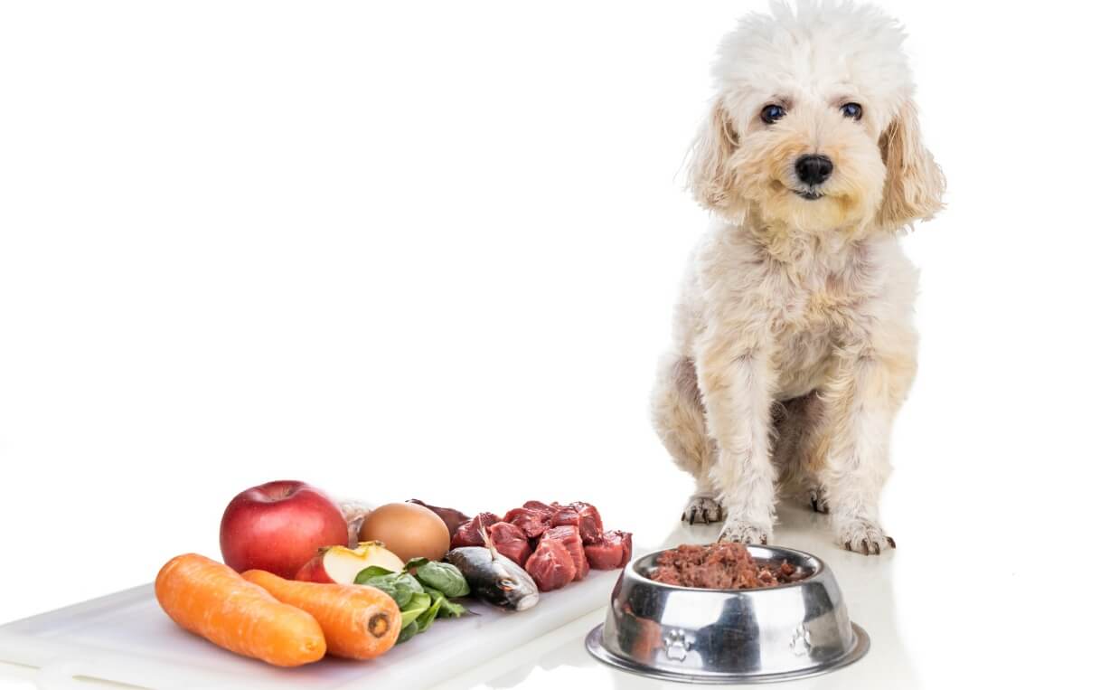 10 Easy Ways to Improve Your Dog’s Kibble Diet