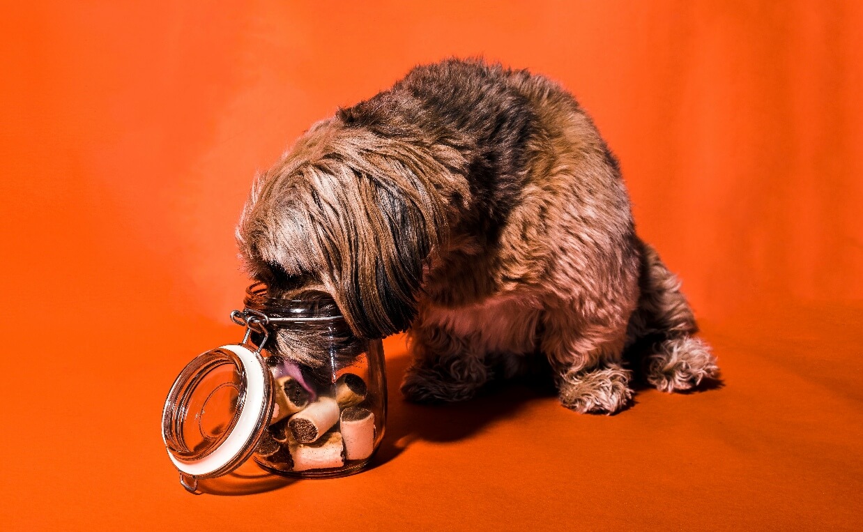 LONG HAIRED DOG STEALING FROM DOG TREAT JAR