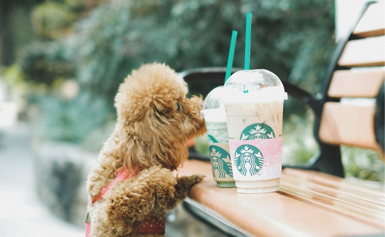 POODLE STEALING STARBUCKS