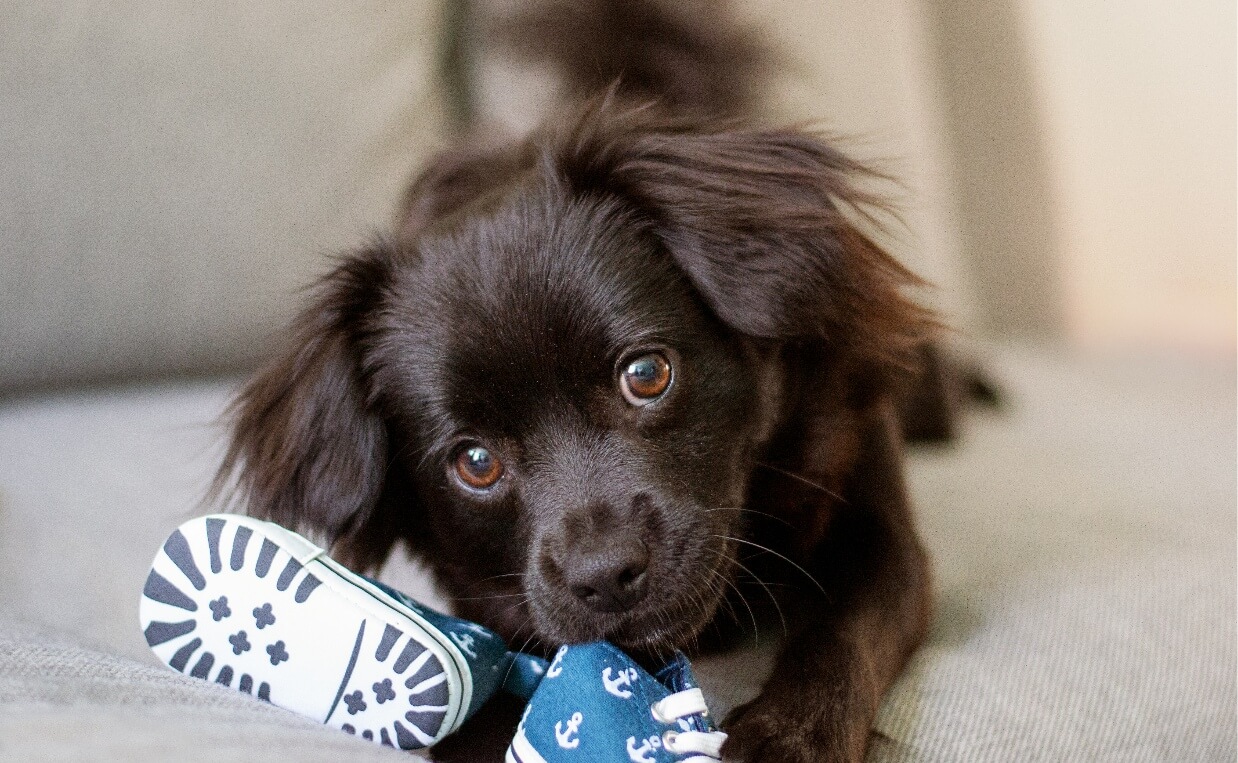 PUPPY CHEWING ON TODDLER TENNIS SHOES