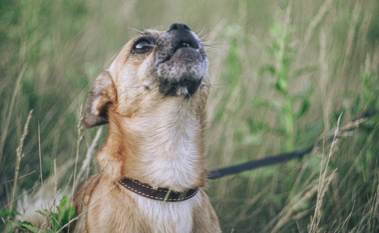 WHY DOGS HOWL chihuahua howling in grass
