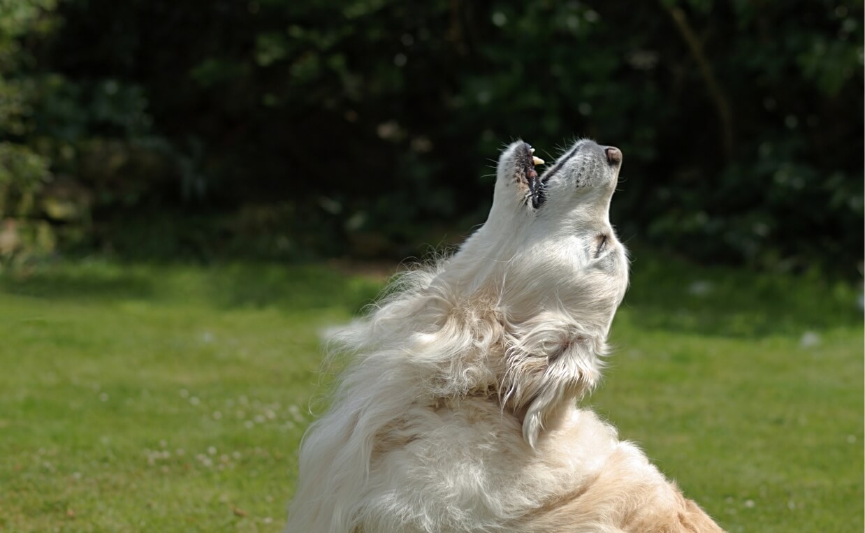 WHY DOGS HOWL golden retriever howling