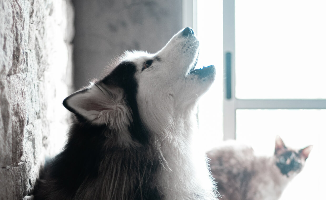 WHY DOGS HOWL malamute howling with cat in the background
