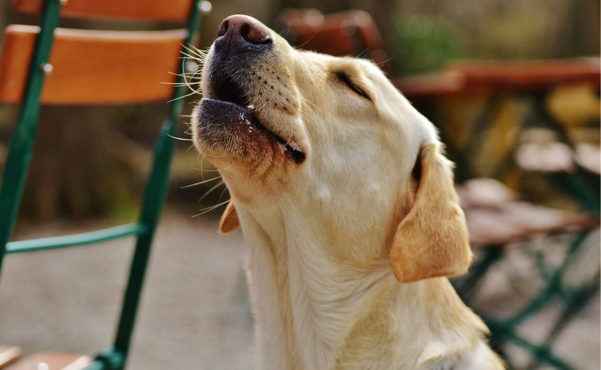  WHY DOGS HOWL yellow labrador howling
