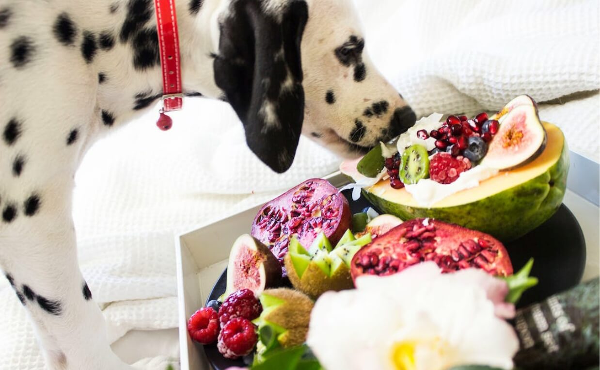 dalmation eating vegetables and fruits