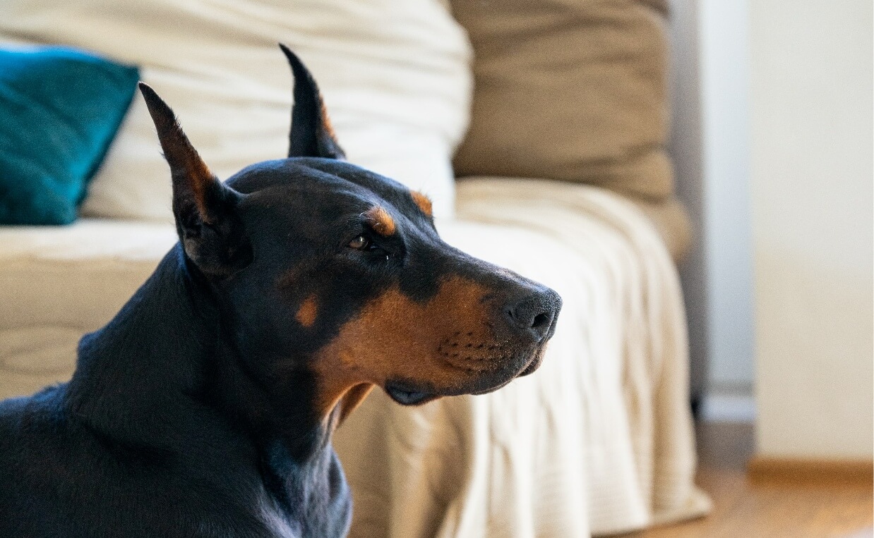 doberman pinscher inflammation