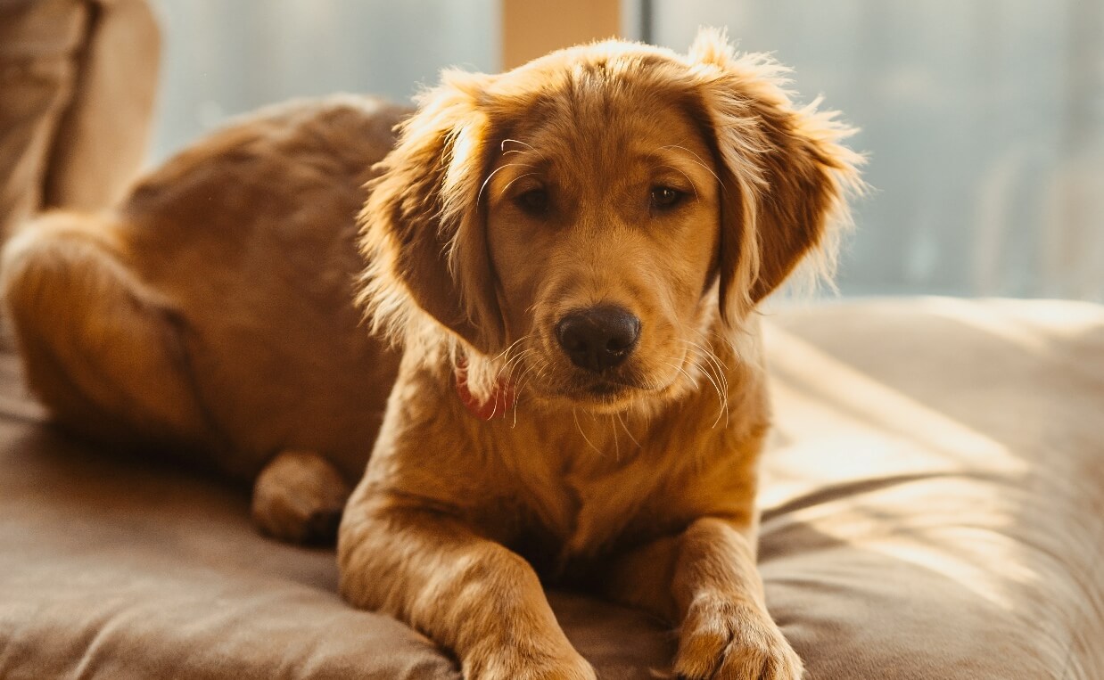 what can dogs take for inflammation