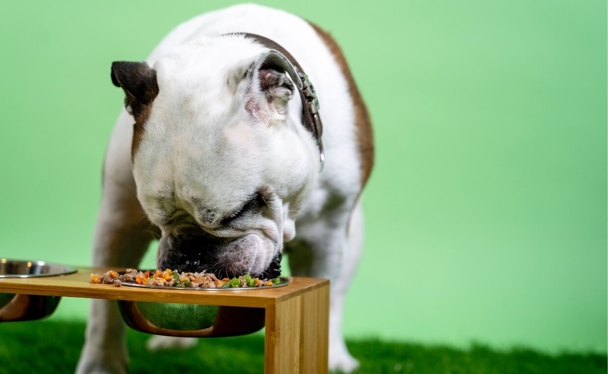 large bulldog eating food with green background