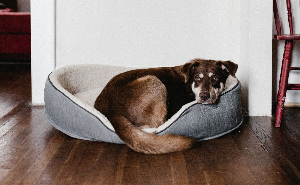 large dark brown dog in dog bed inflammation