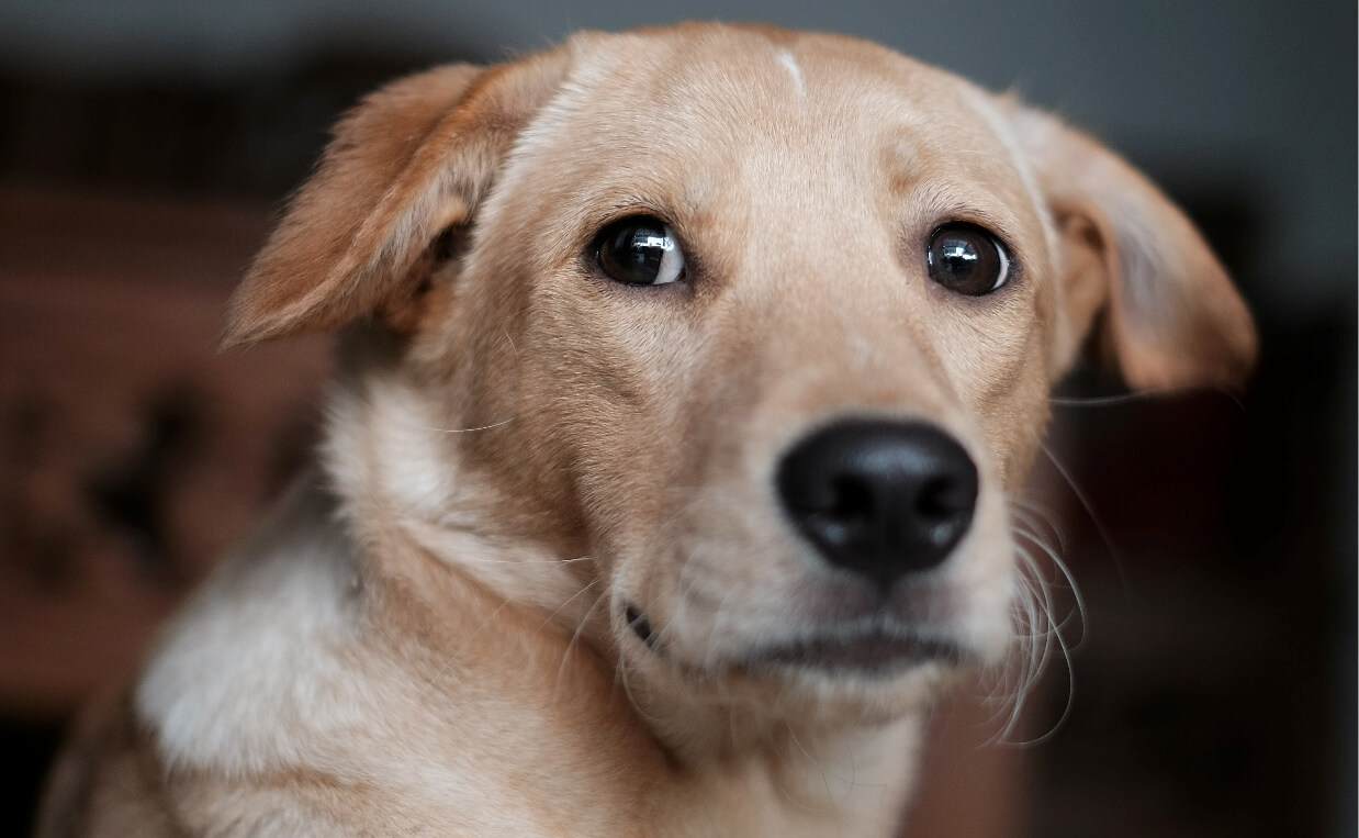 light brown dog suffering from inflammation