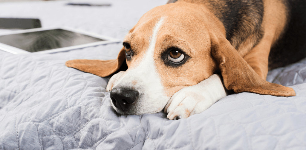 Does Seasonal Affective Disorder Affect Dogs? - Canine Campus Dog ...