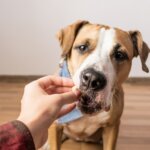 Teach Your Dog to Take Treats Gently