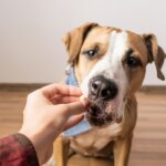 Teach Your Dog to Take Treats Gently