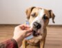 Teach Your Dog to Take Treats Gently