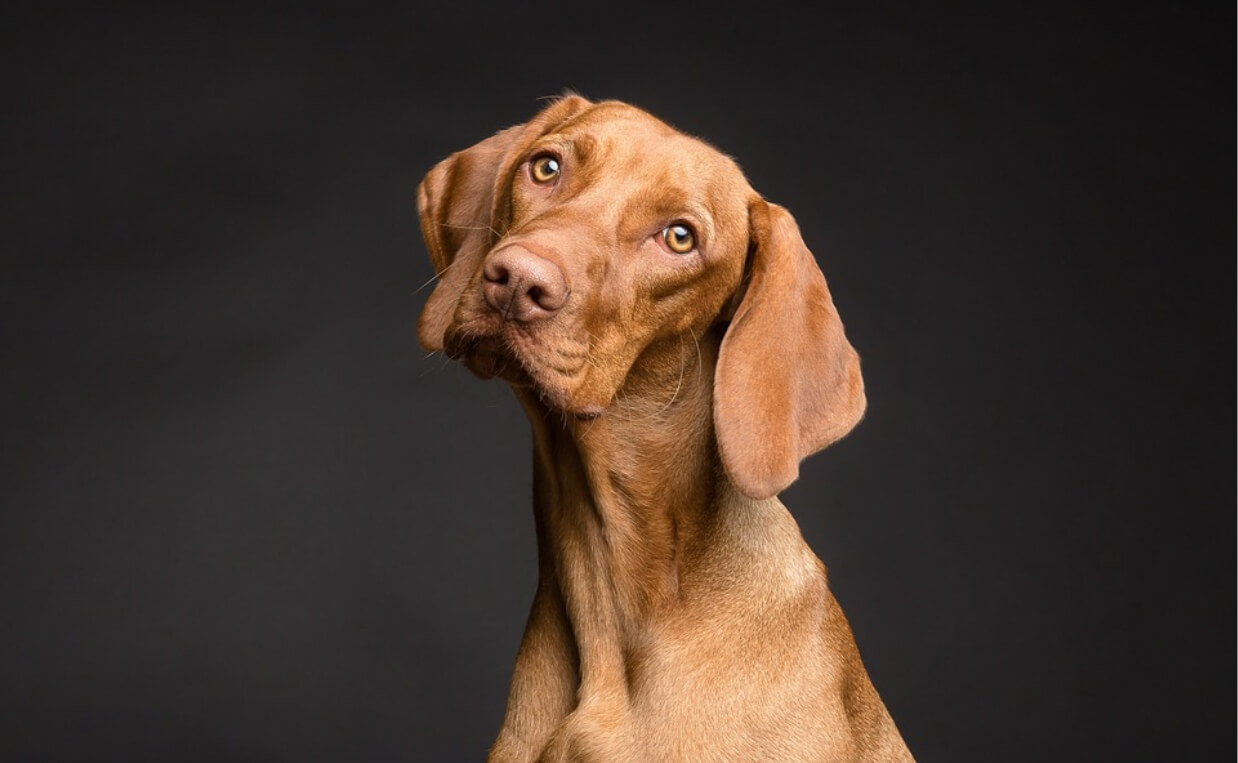 DOG PHOTO SHOOT HUNTING DOG