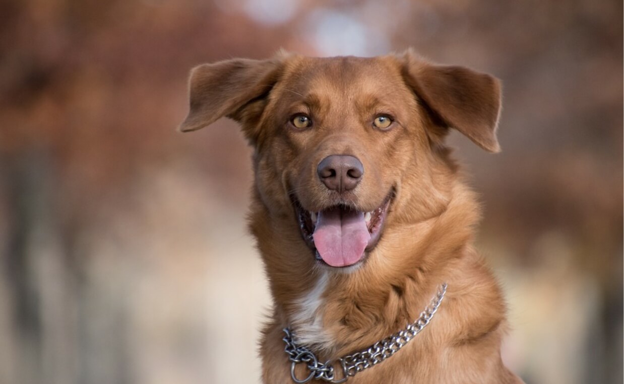 DOG PHOTO SHOOT PORTRAIT OF BROWN DOG WITH WHITE MARKINGS