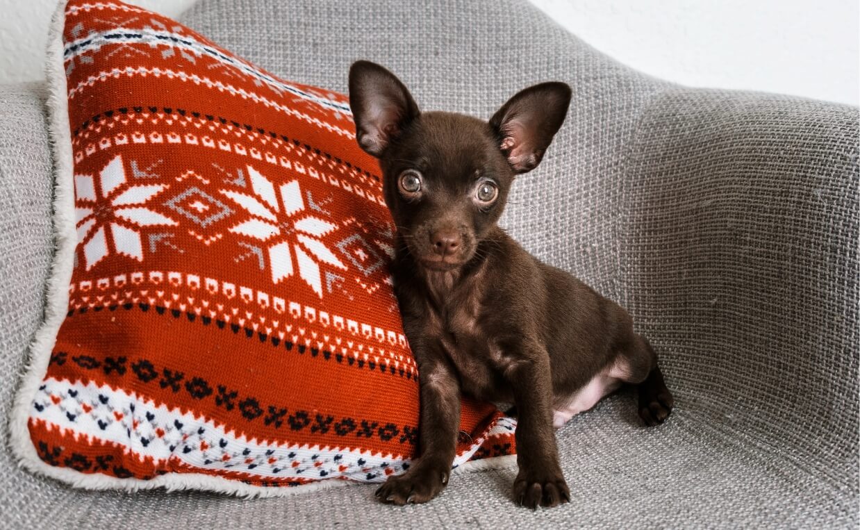 DOG PHOTO SHOOT PUPPY ON COUCH