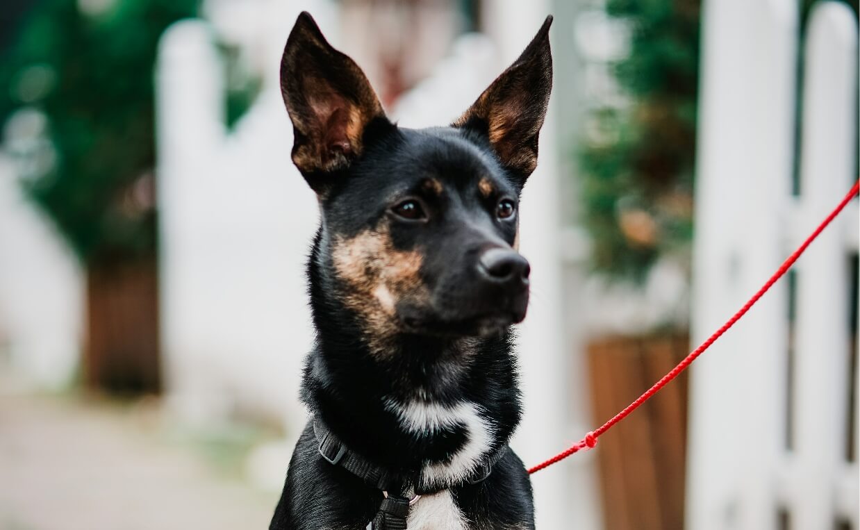 DOG PHOTO SHOOT german shepherd