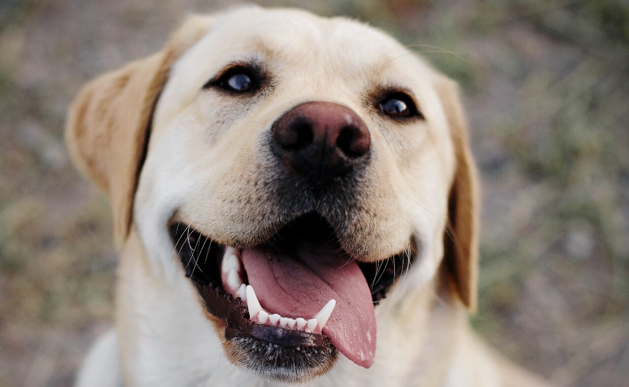 DOG PHOTO SHOOT yellow lab