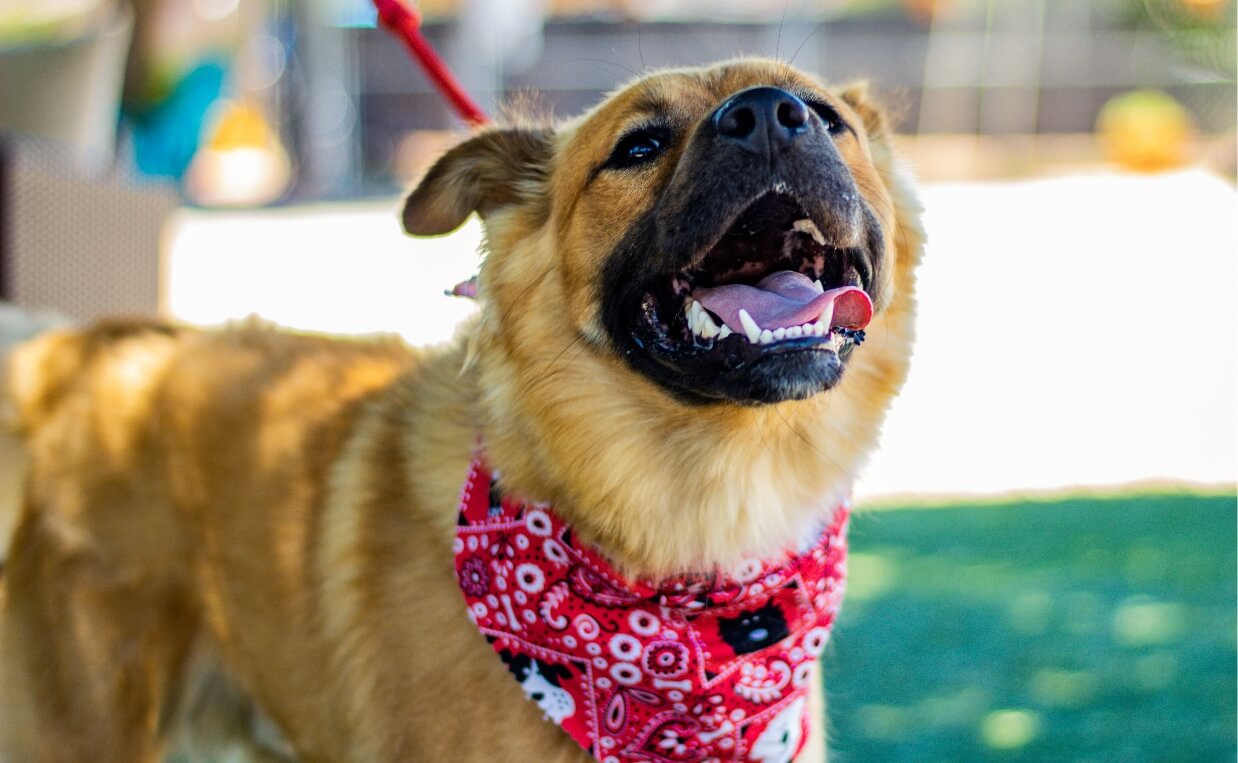 DOGS IN NEED HOLIDAY SEASON DOG IN CUTE SCARF