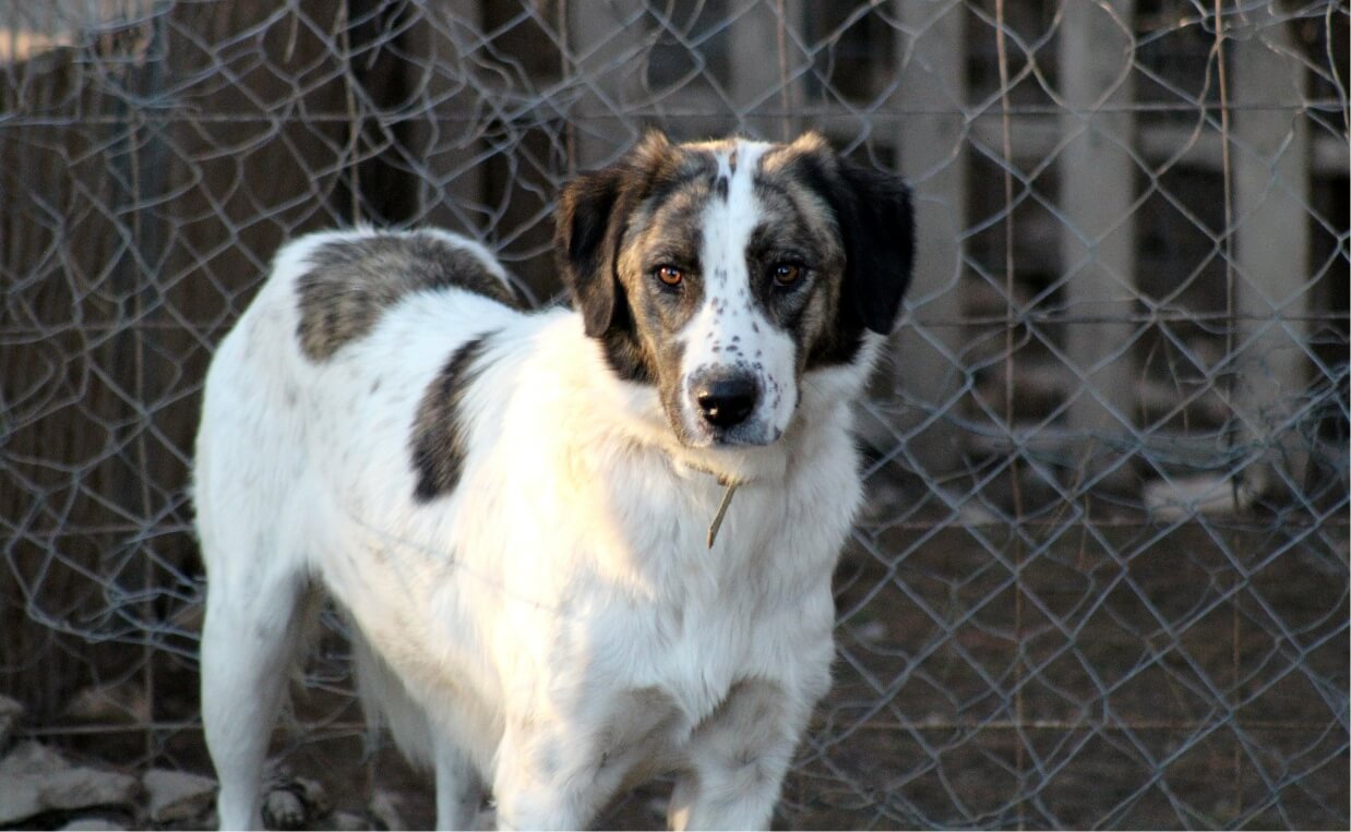 DOGS IN NEED HOLIDAY SEASON DOG IN SHELTER YARD IN FRONT OF FENCE