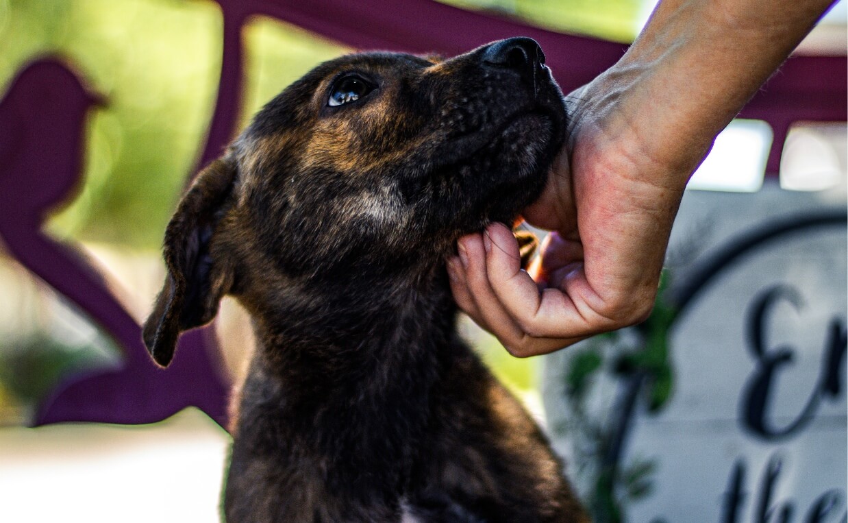 DOGS IN NEED HOLIDAY SEASON MAN SCRATCHING BRINDLE DOG UNDER CHIN