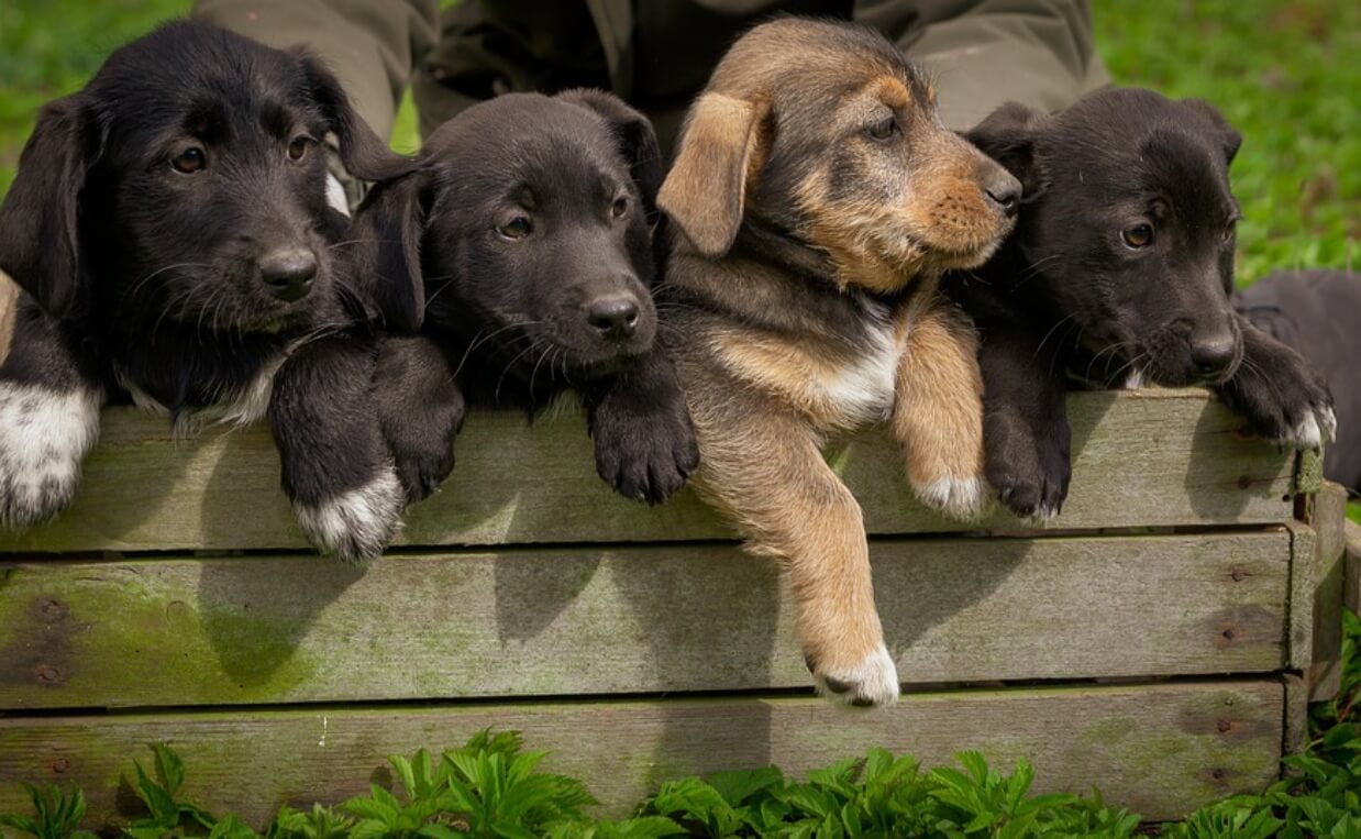 DOGS IN NEED HOLIDAY SEASON PUPPIES IN A BOX