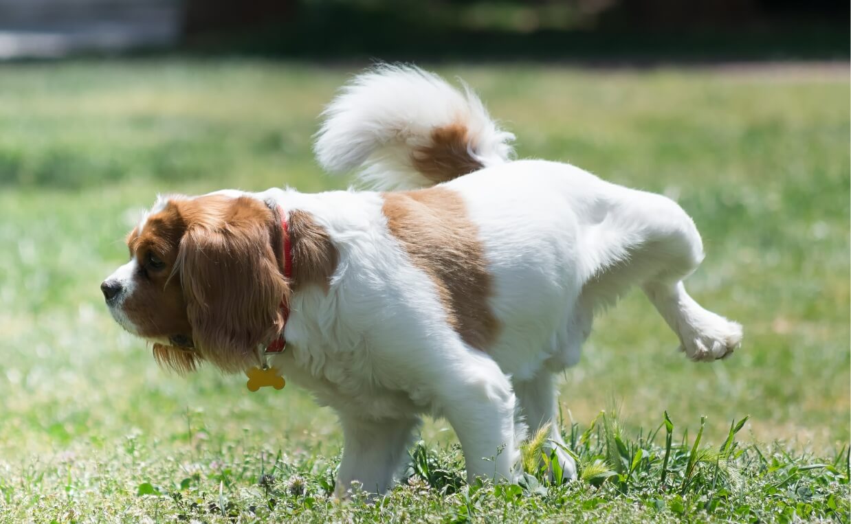 ODD BEHAVIORS dog urine marks