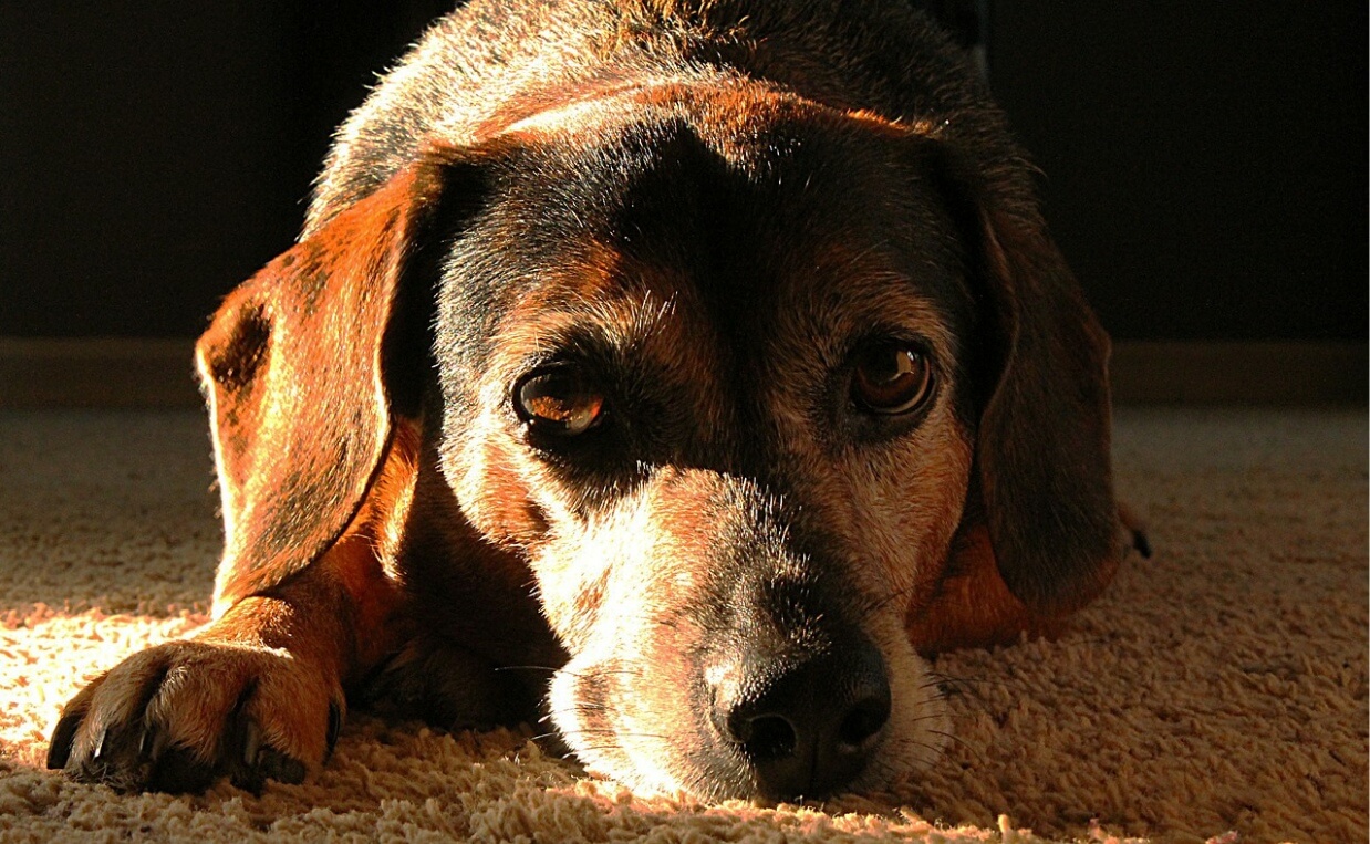 SEASONAL AFFECTIVE DISORDER BEAGLE IN SHADOW