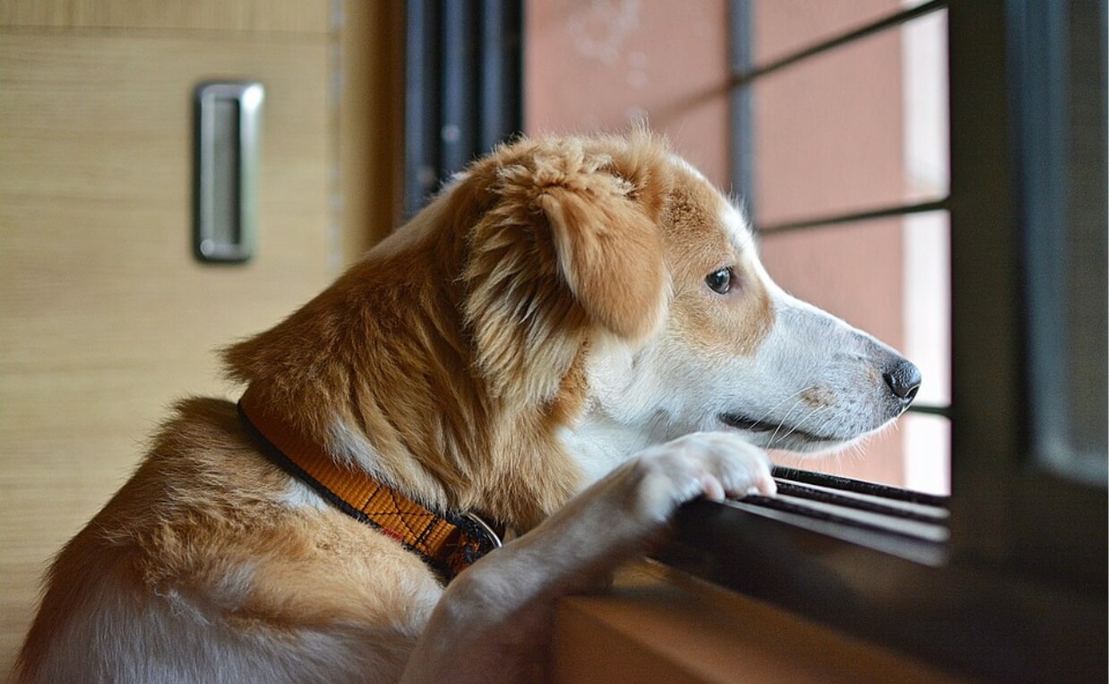 SEASONAL AFFECTIVE DISORDER DOG LOOKING OUTSIDE THE WINDOW