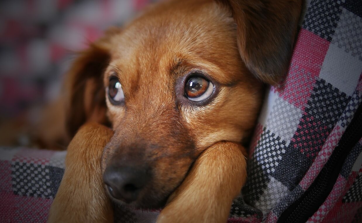 SEASONAL AFFECTIVE DISORDER PUPPY ON PINK BLACK AND WHITE BLANKET