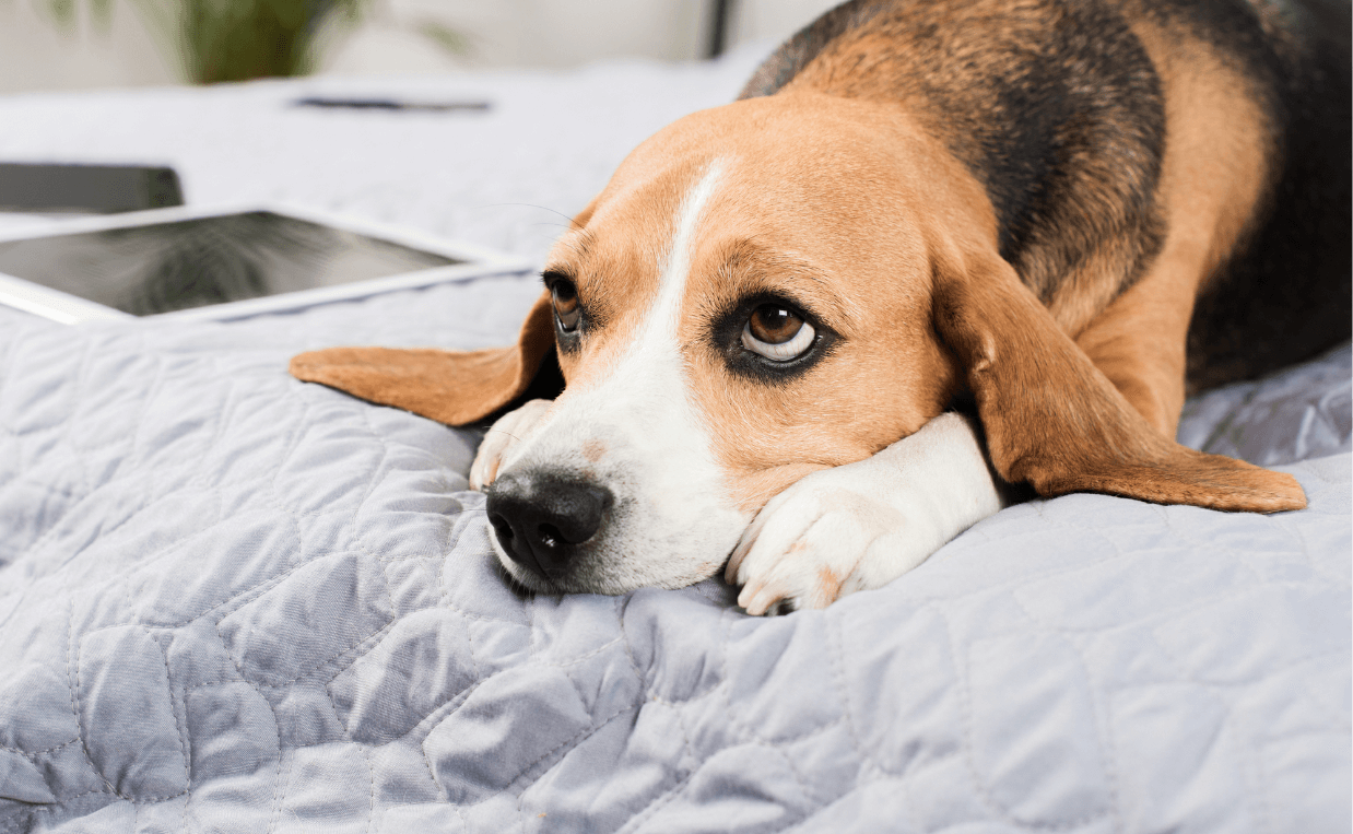 Does Seasonal Affective Disorder Affect Dogs