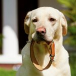 What Are Smart Dog Collars?